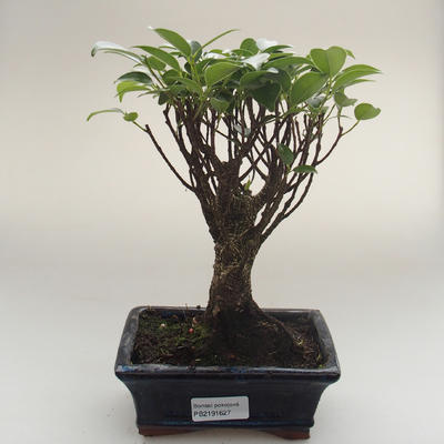 Pokojová bonsai - Ficus retusa -  malolistý fíkus PB2191627 - 1