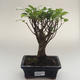 Pokojová bonsai - Ficus retusa -  malolistý fíkus PB2191627 - 1/2
