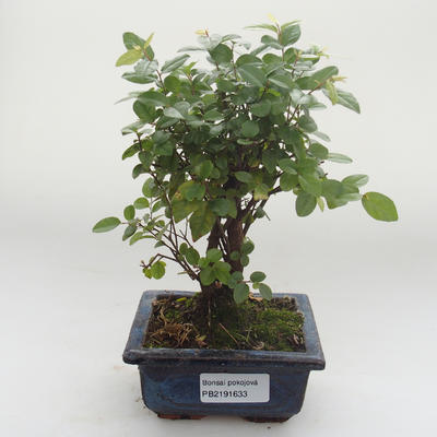 Pokojová bonsai - Sagerécie thea - Sagerécie thea PB2191633 - 1