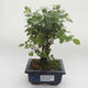 Pokojová bonsai - Sagerécie thea - Sagerécie thea PB2191633 - 1/4