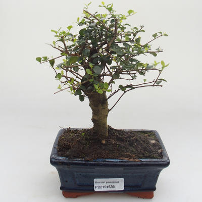 Pokojová bonsai -Ligustrum retusa - Ptačí zob PB2191636 - 1