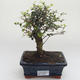 Pokojová bonsai -Ligustrum retusa - Ptačí zob PB2191636 - 1/3