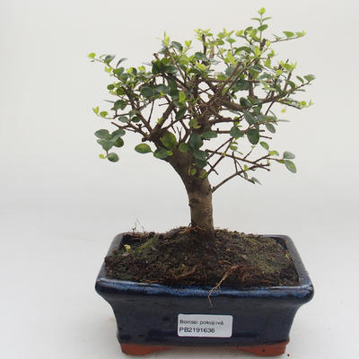 Pokojová bonsai -Ligustrum retusa - Ptačí zob PB2191638 - 1