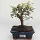 Pokojová bonsai -Ligustrum retusa - Ptačí zob PB2191638 - 1/3