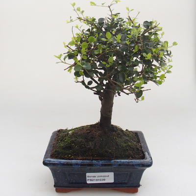 Pokojová bonsai -Ligustrum retusa - Ptačí zob PB2191639 - 1