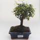 Pokojová bonsai -Ligustrum retusa - Ptačí zob PB2191639 - 1/3