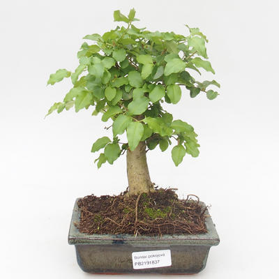 Pokojová bonsai -Ligustrum chinensis - Ptačí zob PB2191837 - 1