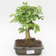Pokojová bonsai -Ligustrum chinensis - Ptačí zob PB2191837 - 1/3