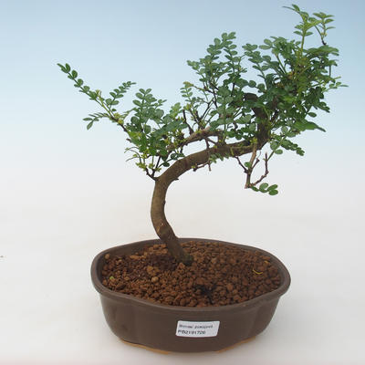 Pokojová bonsai - Zantoxylum piperitum - Pepřovník PB2191726 - 1