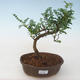Pokojová bonsai - Zantoxylum piperitum - Pepřovník PB2191726 - 1/4
