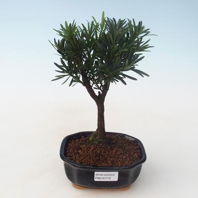 Pokojová bonsai - Podocarpus - Kamenný tis PB2191712 - 1