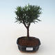 Pokojová bonsai - Podocarpus - Kamenný tis PB2191712 - 1/4