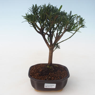 Pokojová bonsai - Podocarpus - Kamenný tis PB2191713 - 1