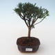 Pokojová bonsai - Podocarpus - Kamenný tis PB2191713 - 1/4