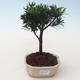 Pokojová bonsai - Podocarpus - Kamenný tis PB2191715 - 1/4