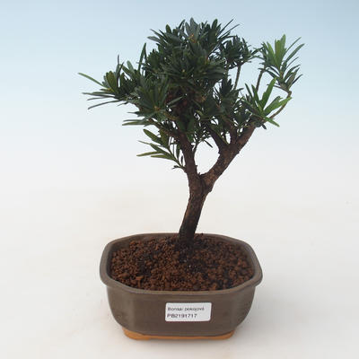 Pokojová bonsai - Podocarpus - Kamenný tis PB2191717 - 1