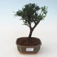 Pokojová bonsai - Podocarpus - Kamenný tis PB2191717 - 1/4