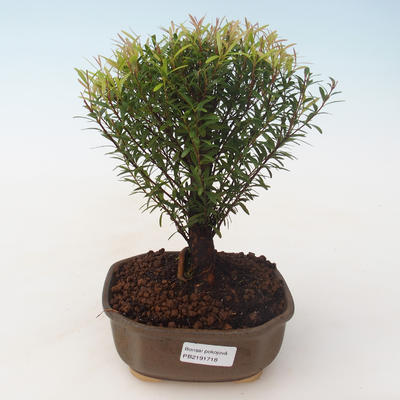 Pokojová bonsai - Syzygium - Pimentovník PB2191718 - 1