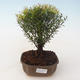 Pokojová bonsai - Syzygium - Pimentovník PB2191718 - 1/3