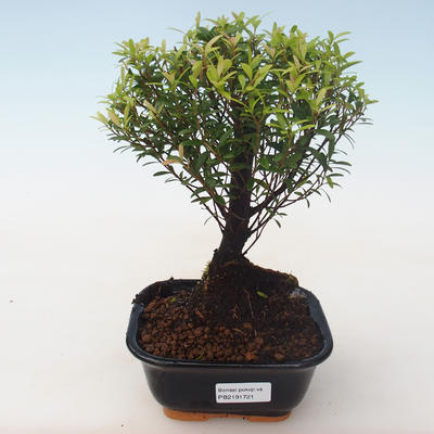 Pokojová bonsai - Syzygium - Pimentovník PB2191721 - 1