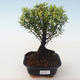 Pokojová bonsai - Syzygium - Pimentovník PB2191721 - 1/3