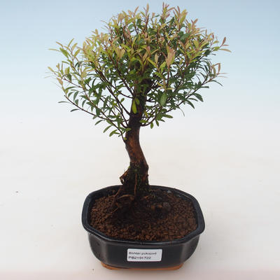 Pokojová bonsai - Syzygium - Pimentovník PB2191722 - 1