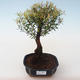 Pokojová bonsai - Syzygium - Pimentovník PB2191722 - 1/3