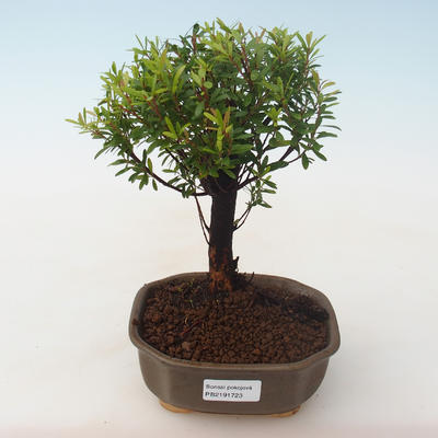 Pokojová bonsai - Syzygium - Pimentovník PB2191723 - 1
