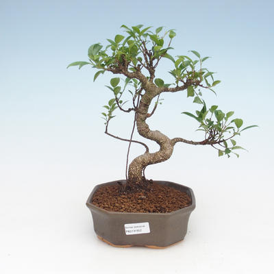 Izbová bonsai - Ficus retusa - malolistá fikus PB2191952 - 1