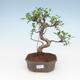 Izbová bonsai - Ficus retusa - malolistá fikus PB2191952 - 1/2