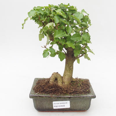 Pokojová bonsai -Ligustrum chinensis - Ptačí zob PB2191838 - 1
