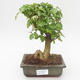 Pokojová bonsai -Ligustrum chinensis - Ptačí zob PB2191838 - 1/3