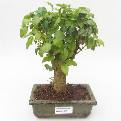Pokojová bonsai -Ligustrum chinensis - Ptačí zob PB2191839 - 1