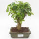 Pokojová bonsai -Ligustrum chinensis - Ptačí zob PB2191839 - 1/3