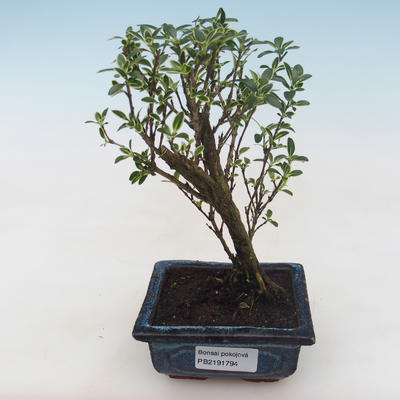 Pokojová bonsai - Serissa foetida Variegata - Strom tisíce hvězd PB2191794 - 1