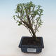 Pokojová bonsai - Serissa foetida Variegata - Strom tisíce hvězd PB2191794 - 1/2