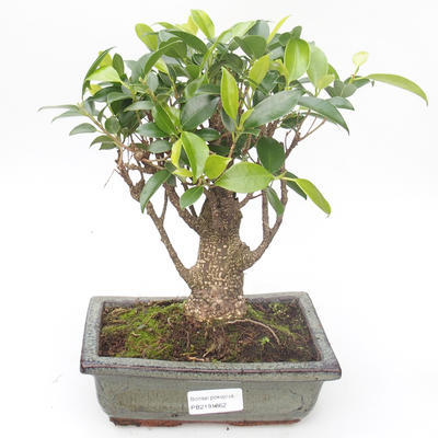 Pokojová bonsai - Ficus retusa -  malolistý fíkus PB2191862 - 1