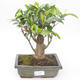 Pokojová bonsai - Ficus retusa -  malolistý fíkus PB2191862 - 1/2