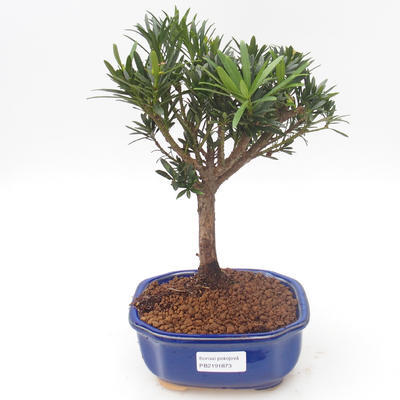 Pokojová bonsai - Podocarpus - Kamenný tis PB2191873 - 1