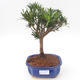 Pokojová bonsai - Podocarpus - Kamenný tis PB2191873 - 1/4