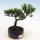 Izbová bonsai-Podocarpus- kamenný tis - 1/4
