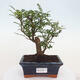 Izbová bonsai - Zantoxylum piperitum - piepor - 1/4