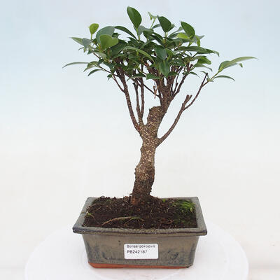 Izbová bonsai - Ficus retusa - malolistá fikus - 1