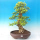 Izbová bonsai - Durant erecta Aurea - 1/7