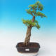 Izbová bonsai - Durant erecta Aurea - 1/7