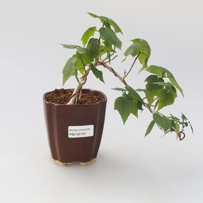 Izbová bonsai -Hibiscus- malokvetá ibištek