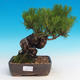 Pinus thunbergii - borovica thunbergova - 1/3