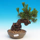 Pinus thunbergii - borovica thunbergova - 1/3
