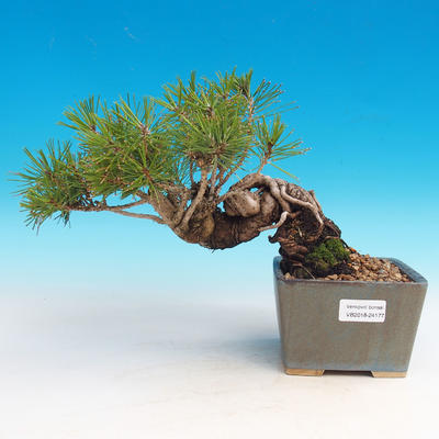 Pinus thunbergii - borovica thunbergova - 1