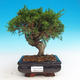 Vonkajšie bonsai - Juniperus chinensis Itoigava-Jalovec čínsky - 1/3